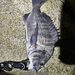 チヌ