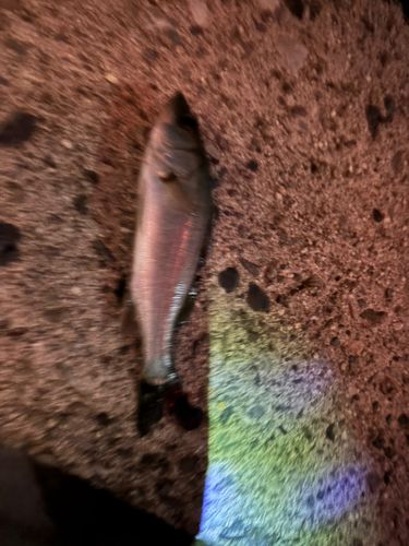 セイゴ（ヒラスズキ）の釣果