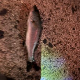 セイゴ（マルスズキ）