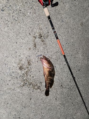 ガシラの釣果