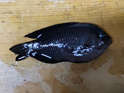 スズメダイの釣果
