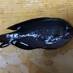 スズメダイ