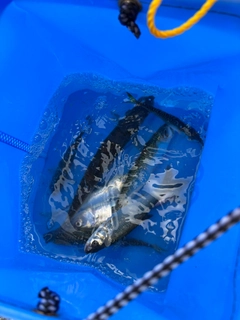 アナハゼの釣果