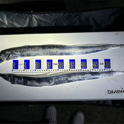 タチウオ