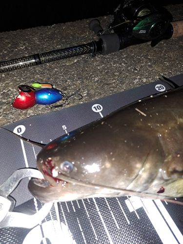 ナマズの釣果