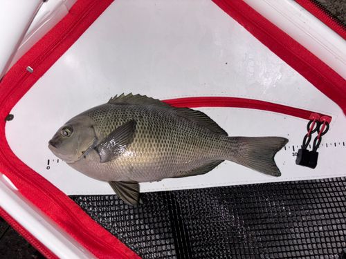 グレの釣果