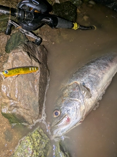 シーバスの釣果