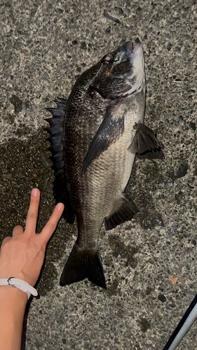 駿河湾