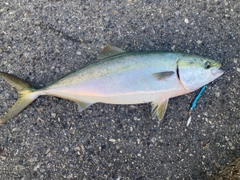 ハマチの釣果