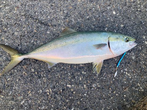 ハマチの釣果