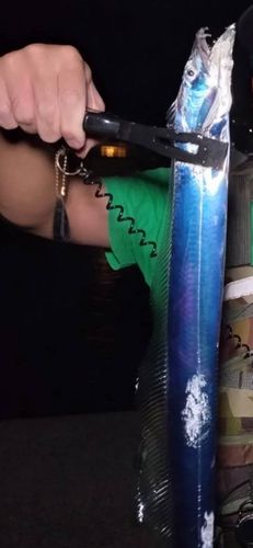 タチウオの釣果