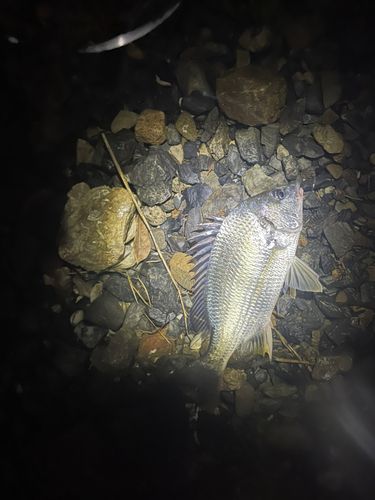 キビレの釣果