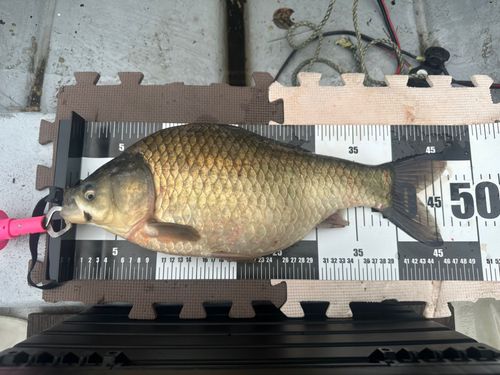 釣果