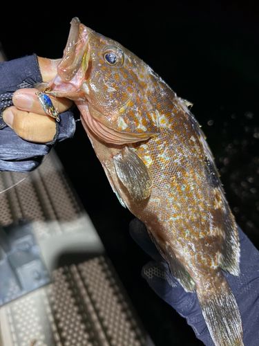アコウの釣果