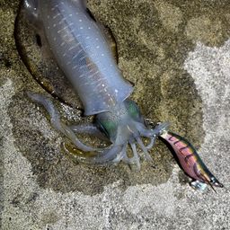 アオリイカ