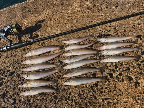 シロギスの釣果