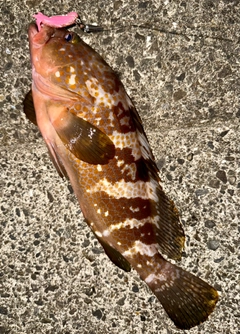 キジハタの釣果