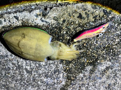 コウイカの釣果