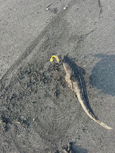 マゴチの釣果
