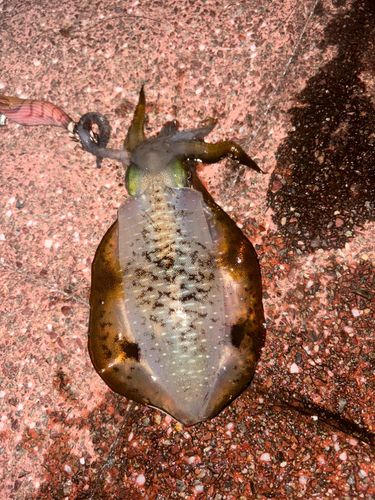 アオリイカの釣果