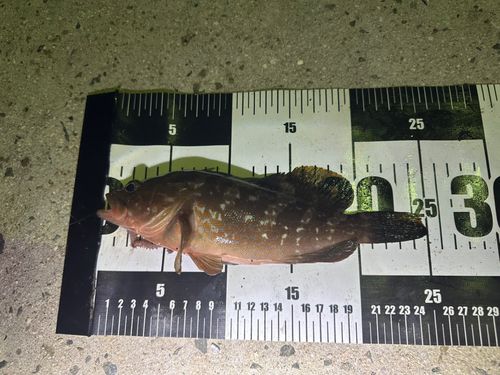 釣果