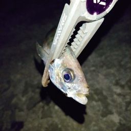 アジ