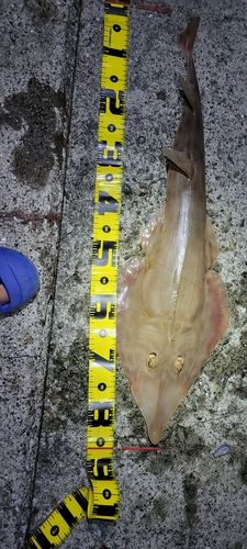 サカタザメの釣果
