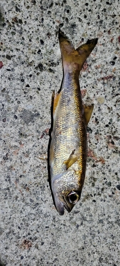 クロムツの釣果