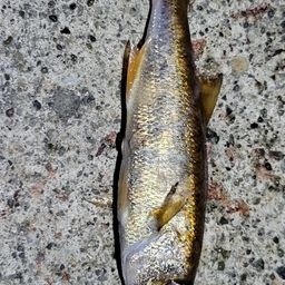 クロムツ
