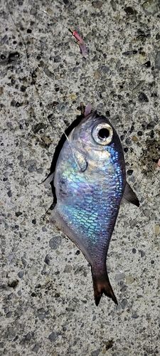 ハタンポの釣果