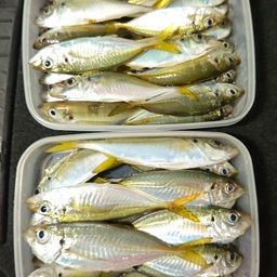 アジ