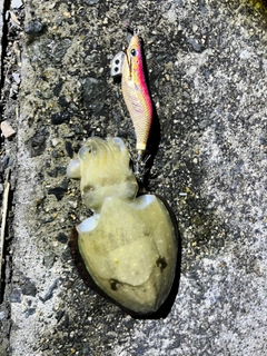 コウイカの釣果