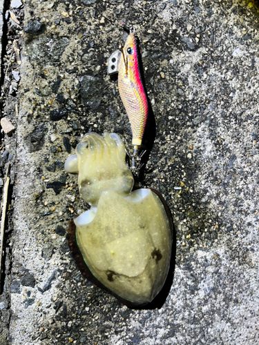 コウイカの釣果
