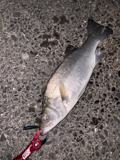 ヒラスズキの釣果