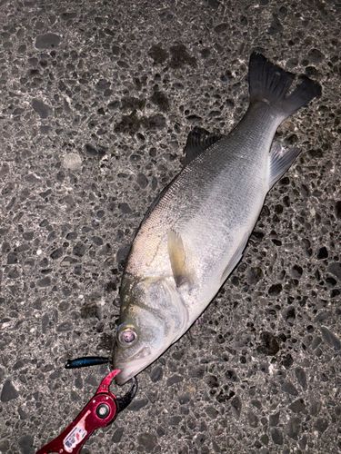 駿河湾