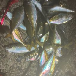 アジ