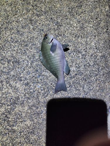 メジナの釣果