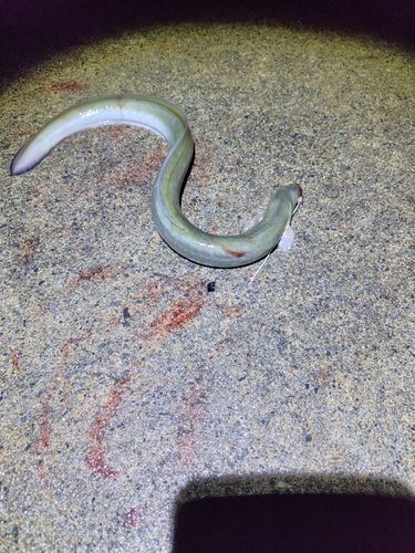 ウナギの釣果