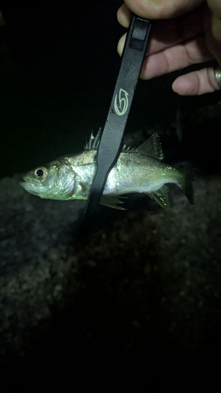 セイゴ（マルスズキ）