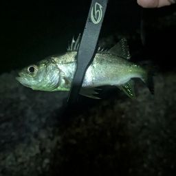 セイゴ（マルスズキ）