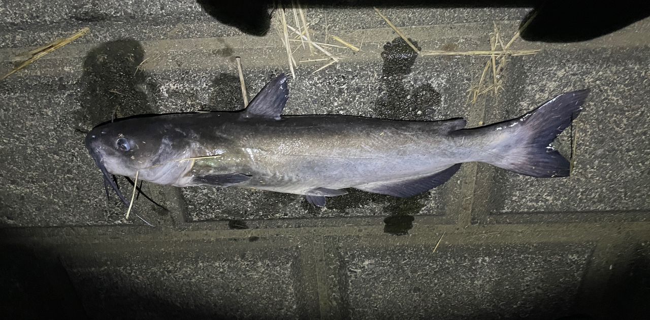 アメリカンキャットフィッシュ