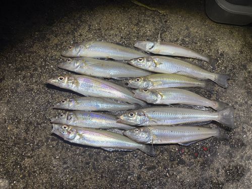 シロギスの釣果