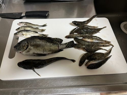 釣果