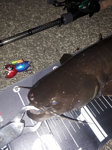 ナマズの釣果