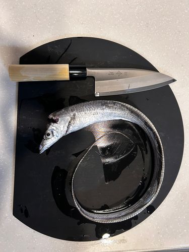 タチウオの釣果