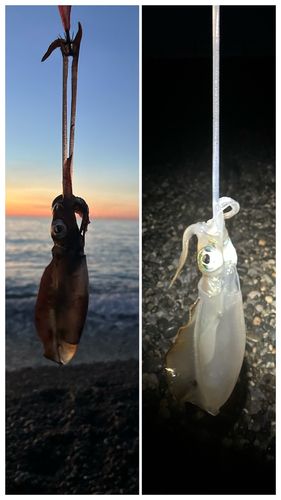 アオリイカの釣果