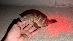 アコウの釣果