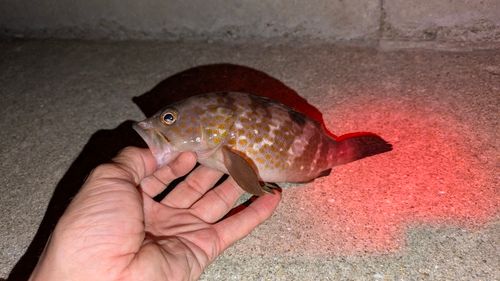 アコウの釣果