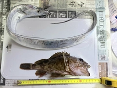 タチウオの釣果