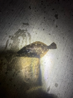 ヒラメの釣果